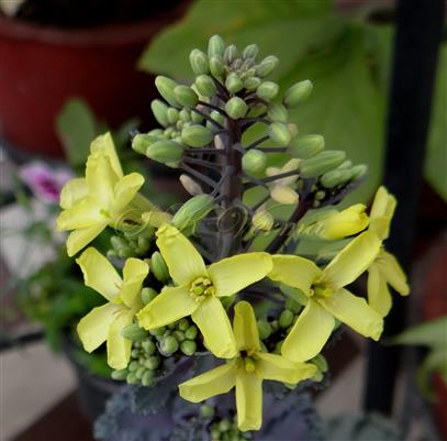  Inflorescence
